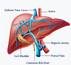 Function of liver in digestive system picture