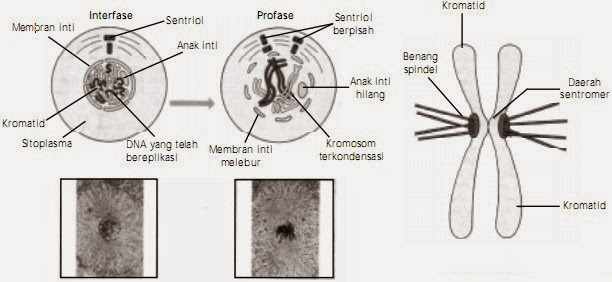 Pembelahan Sel pada Prokariot dan Eukariot Reproduksi