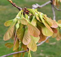 Maple seeds