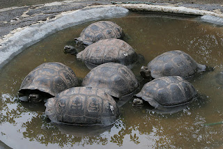 Tortoise Breeding Center Isabela Island, Galapagos