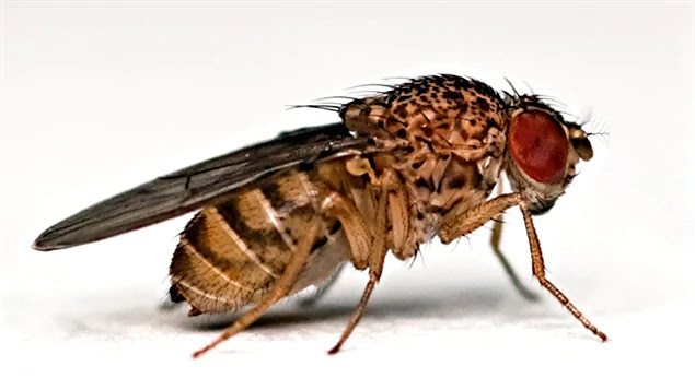 L' INTELLIGENCE DU BÉBÉ : COMMENT LA STIMULER PENDANT LA GROSSESSE 6 drosophile