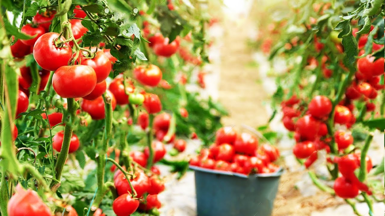 Greenhouse Tomato Workers Needed In Canada HOLARNS