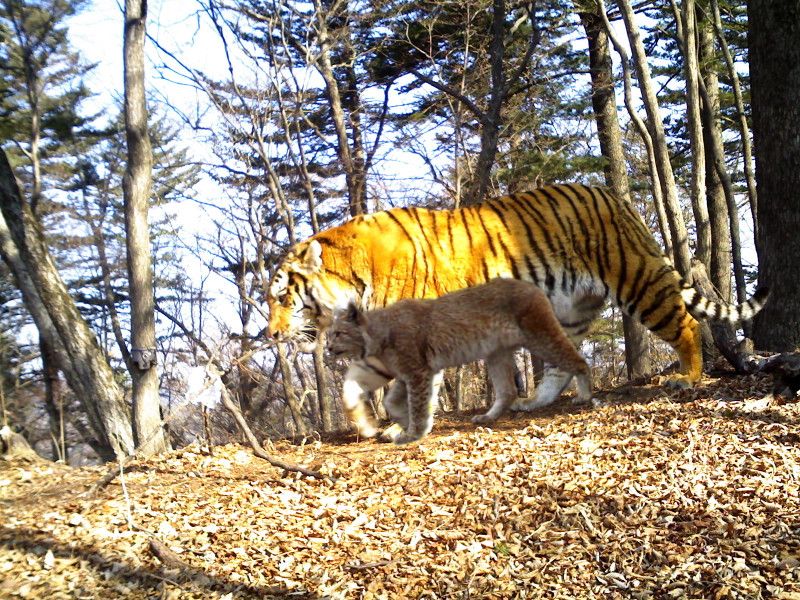 abes animals size difference between siberian tiger and eurasian lynx lynx size