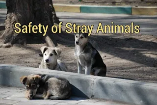 safety of stray animals, dogs