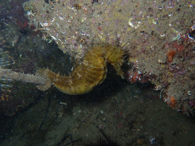 Hippocampus guttulatus Hippocampus guttulatus