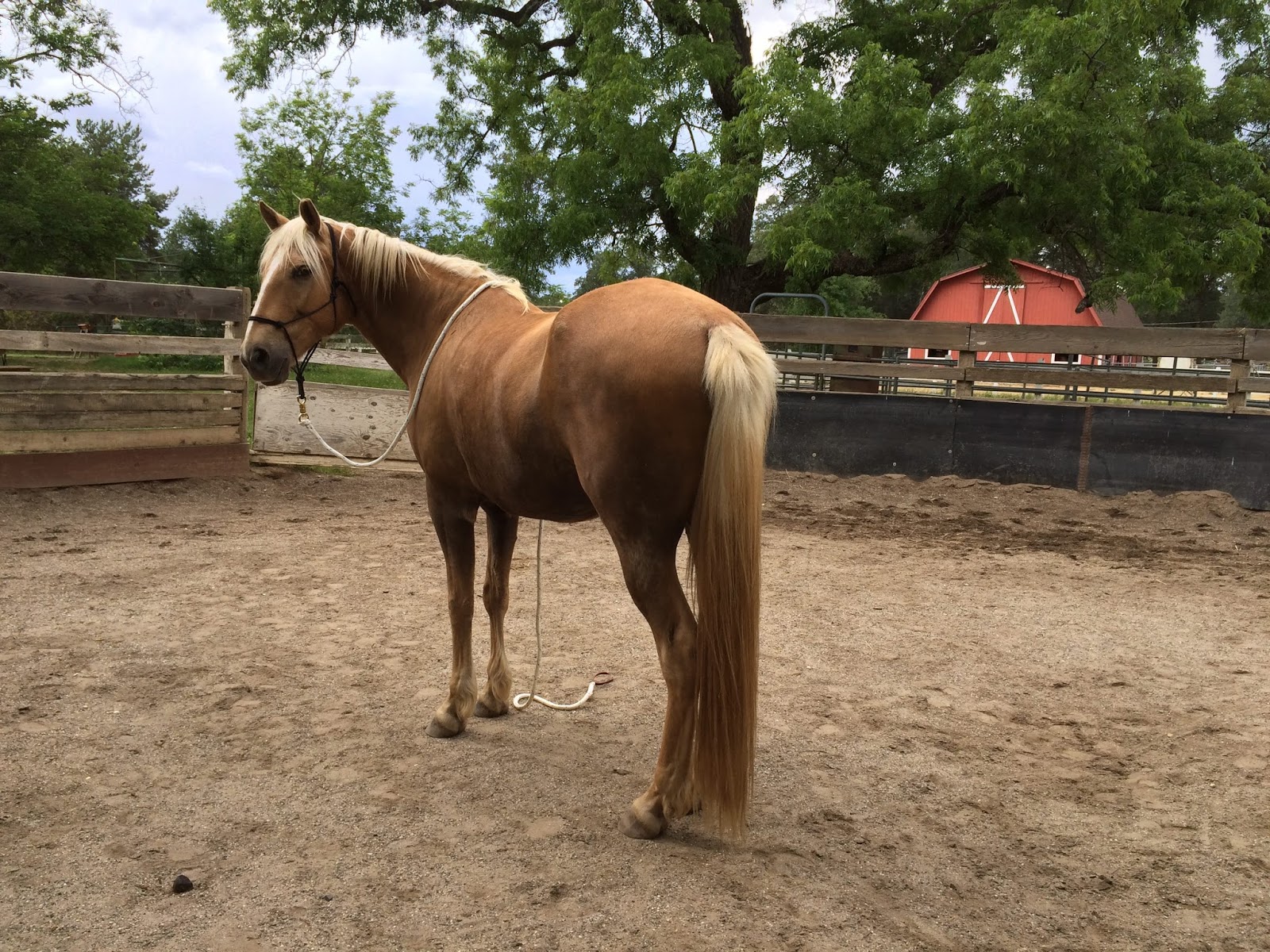 The Centauride A Weighty Matter