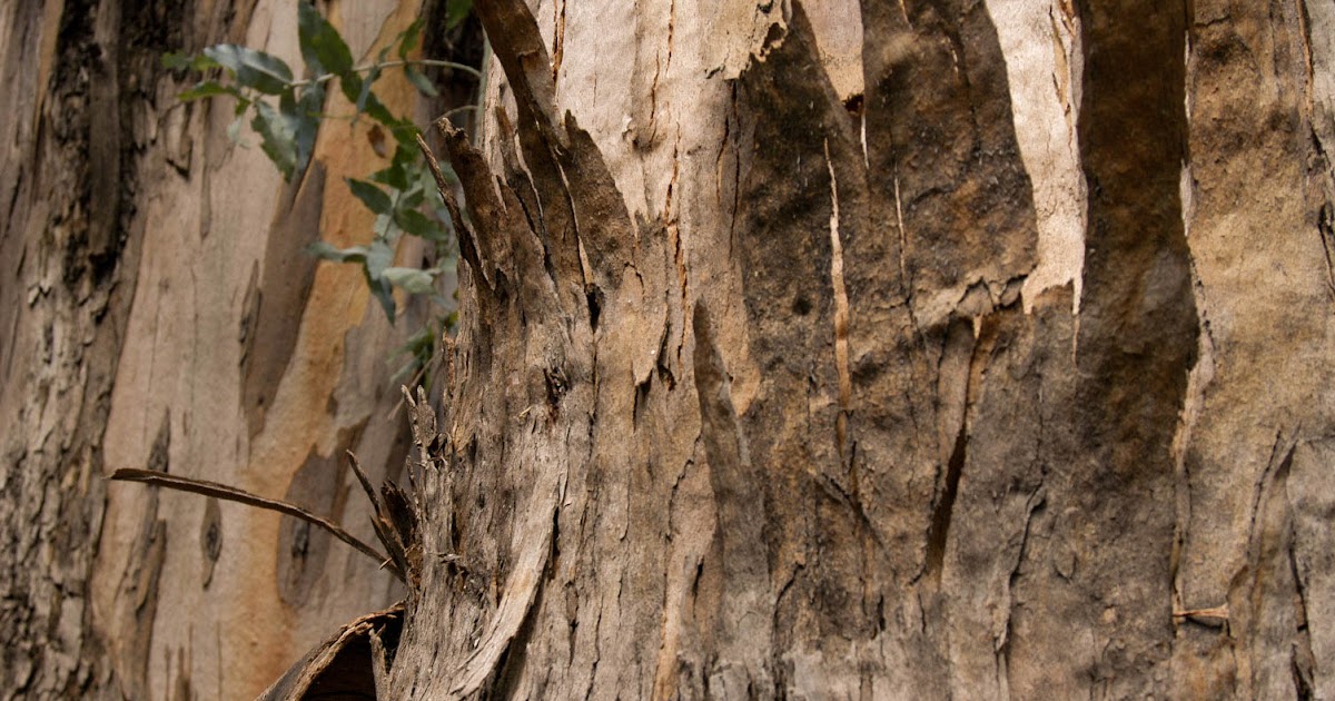 Assignment 5 Texture 101 "How can you feel TEXTURE when it's in a photograph?"