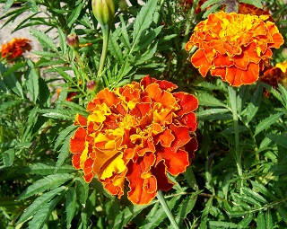 Tagetes patula (French marigold)
