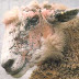 Sheep Disease
