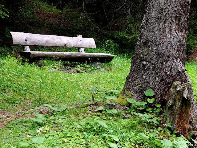 Bench in the forest, Vinschgau Valley (Val Venosta), South Tyrol