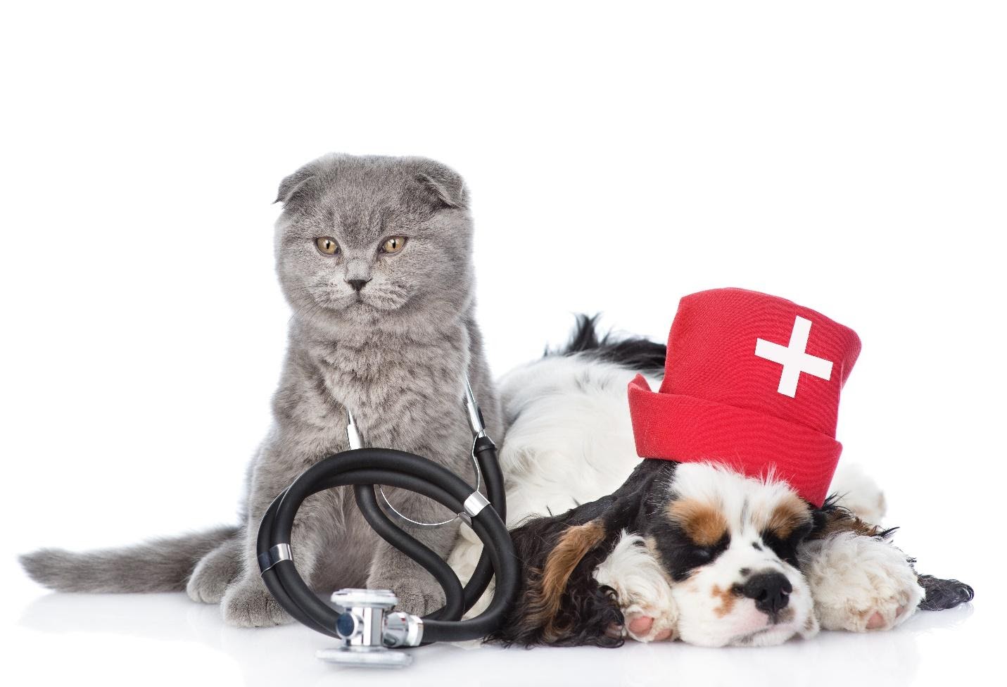 Signs of a Medical Emergency in Pets Mom Files