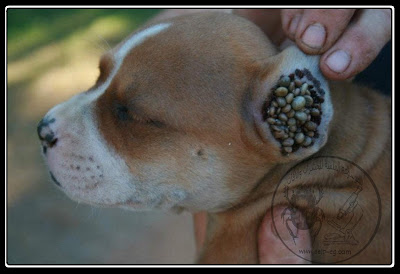 كلب مصاب بالقراد في منطقة الأذن