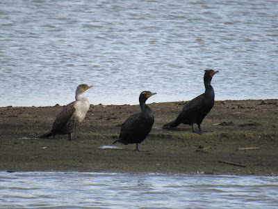 double-crested cormorants