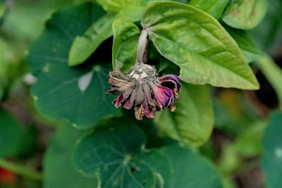 Gråmögel Gråmögel, zinnia