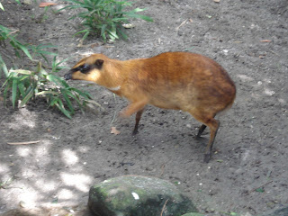 Dreher Park Palm Beach Hayvanat Bahçesinde Büyük cüce geyiği