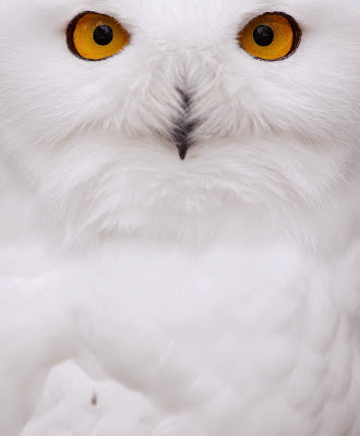 A snowy Owl sits in their enclosure at the zoo in Hof, Germany