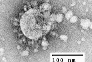 Yang Harus Kamu Tahu Perbedaan Virus Corona dan Covid-19 - Biologine