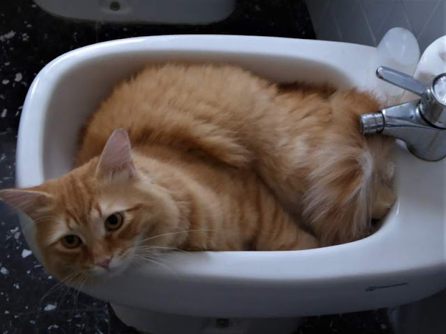 gatto dentro bidet