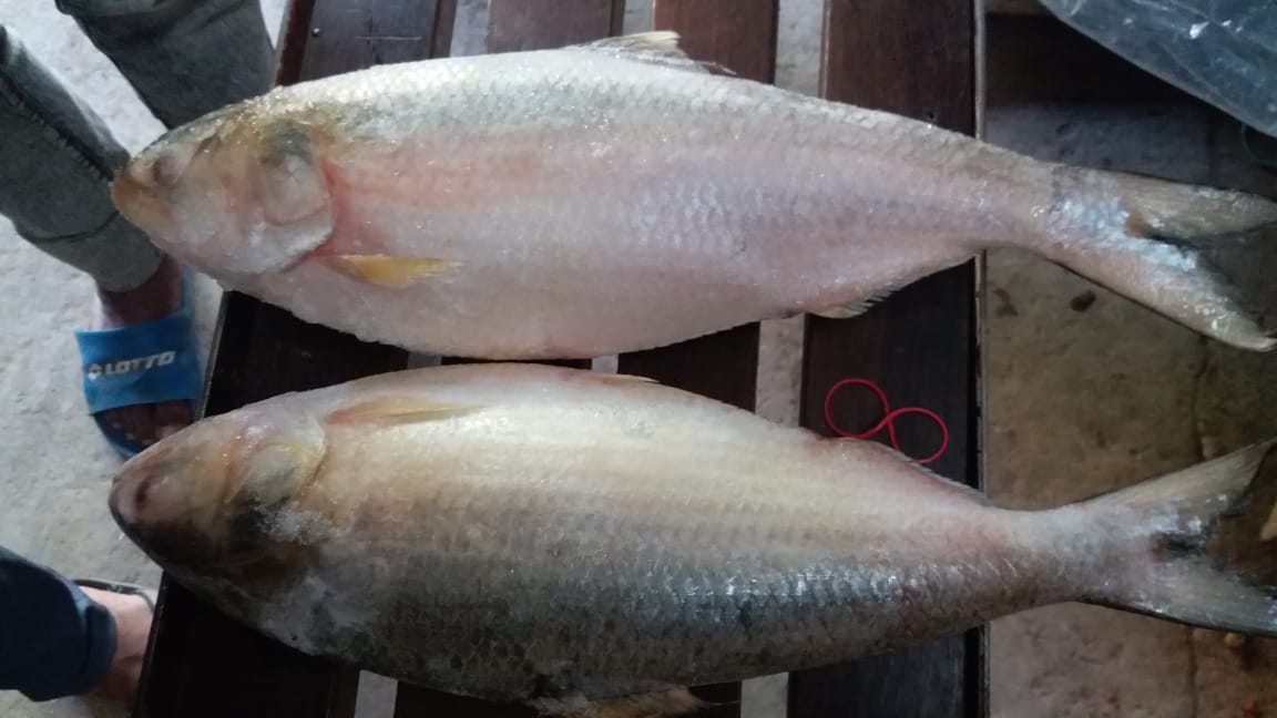 Hilsa The best quality, frozen fish in Chittagong Bangladesh