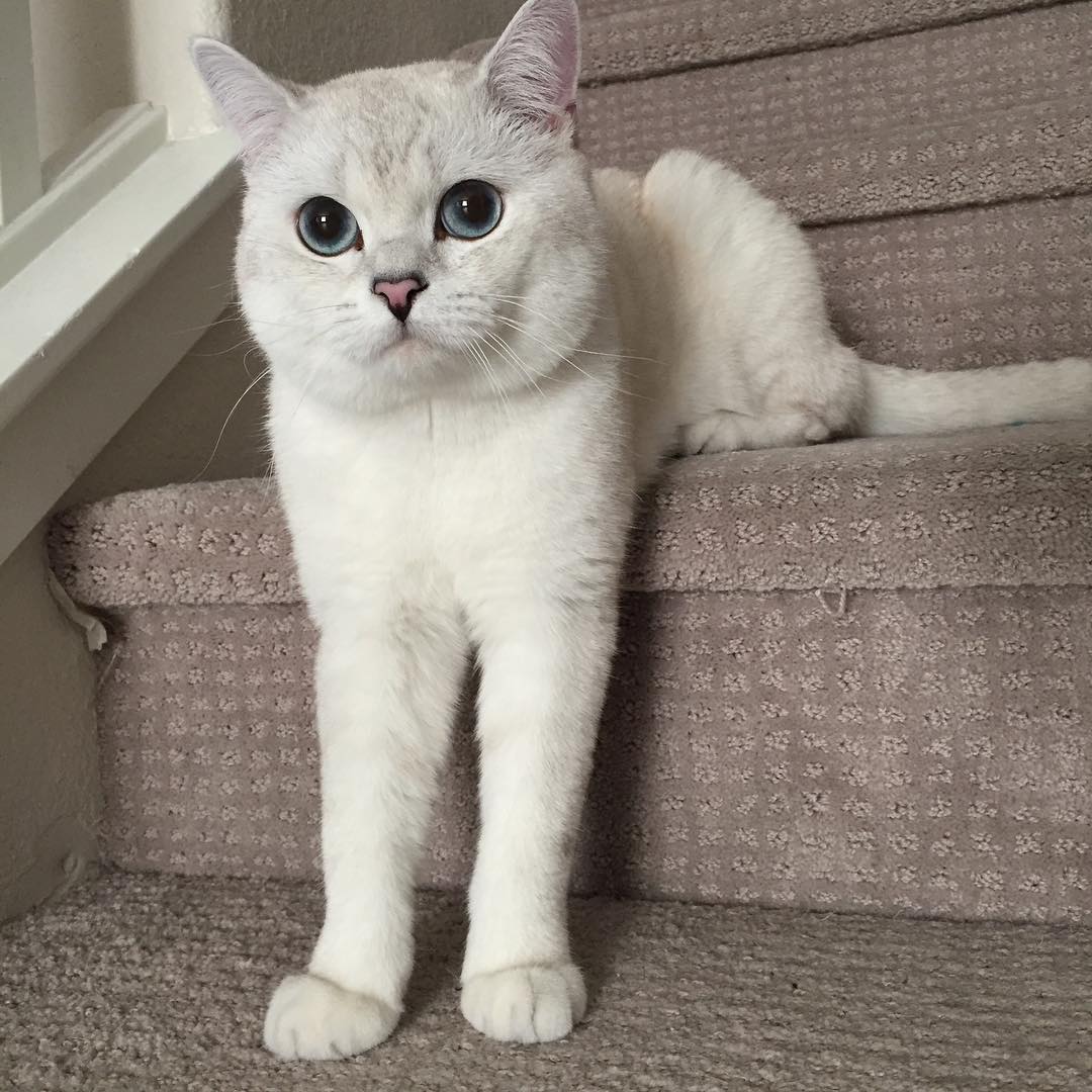 Foto Kucing Lucu Terbaru Menggemaskan 2016 Imgoke Gambar