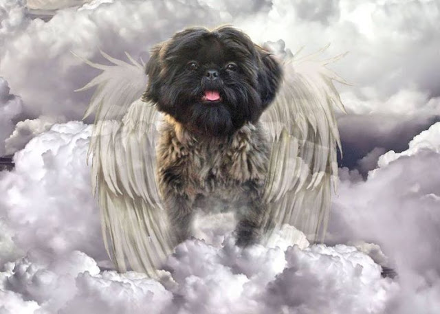 Morte de um shih tzu dói igual à de um familiar