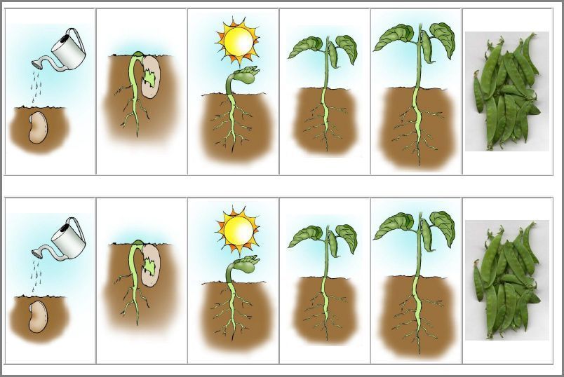 Определи последовательность развития растения из семени. Растения для дошкольников. Стадии роста растений для дошкольников. Стадии развития растений для дошкольников. Схема роста растения.