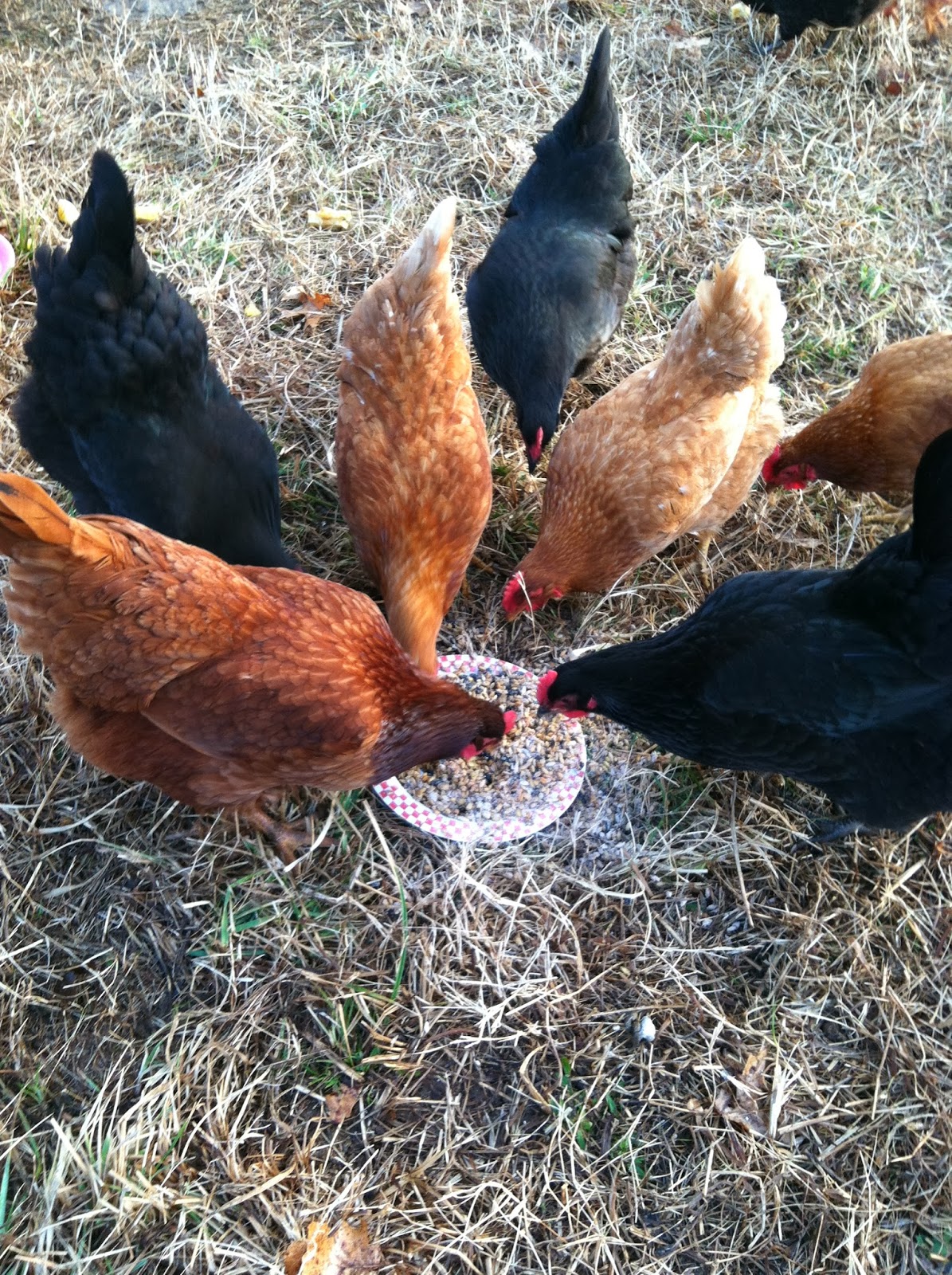 Homestead Catholic 5 Reasons to Keep Backyard Chickens