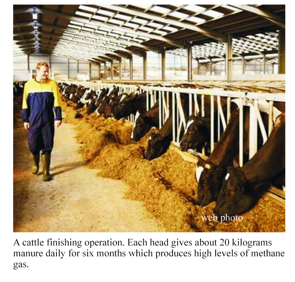 Cattle fattening business plan philippines picture