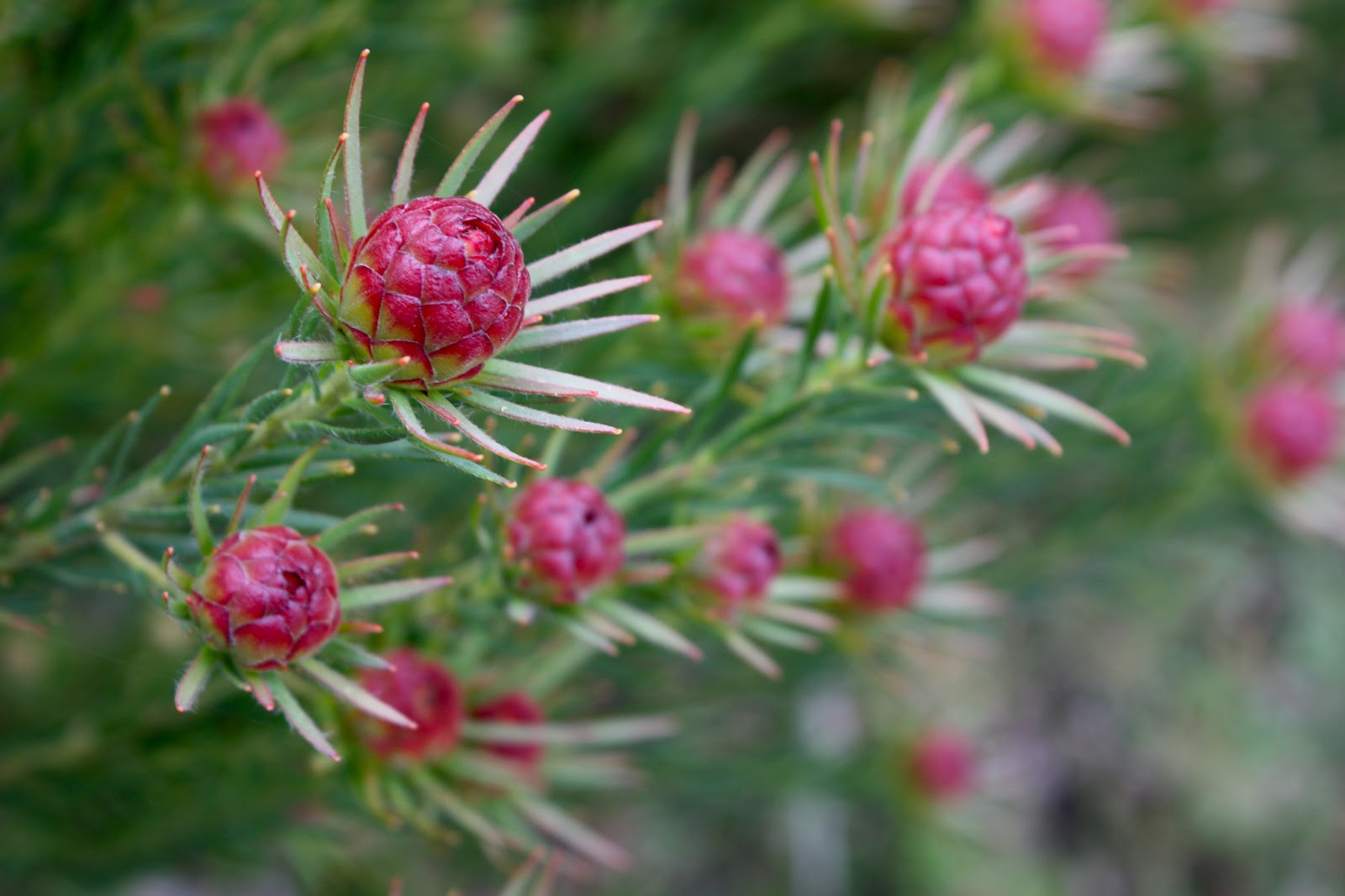 Swallows Nest Farm: Christmas Cones