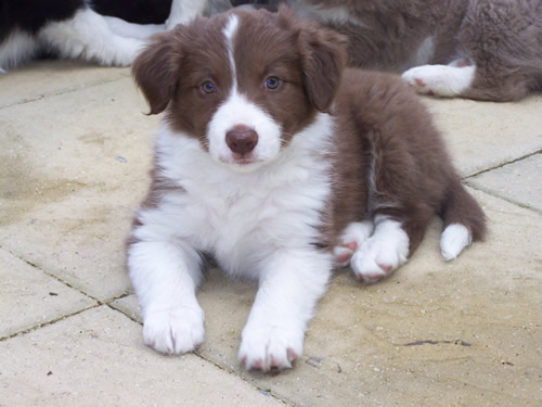 Cute Puppy Dogs: Red border collie puppies