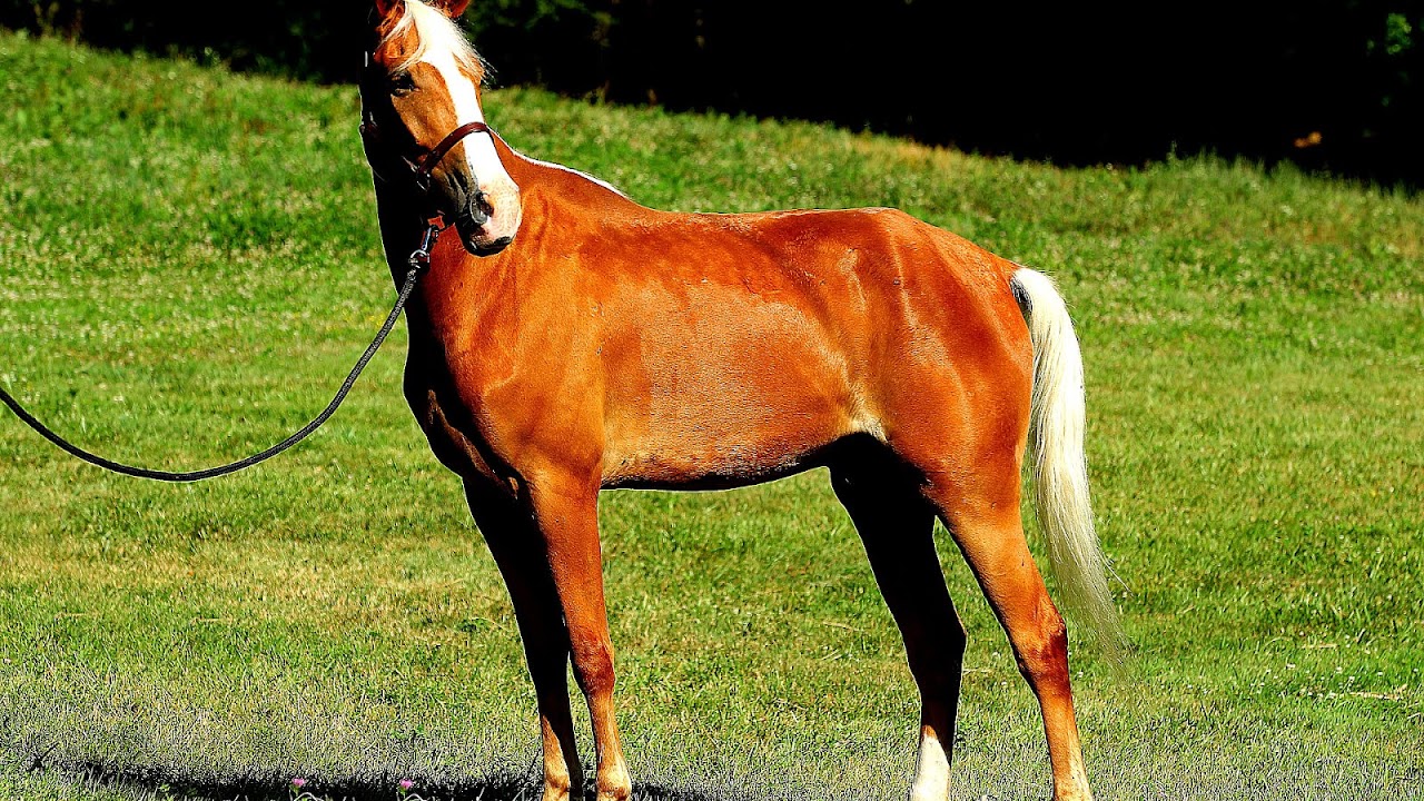 Golden Palomino Horses For Sale Horse Choices