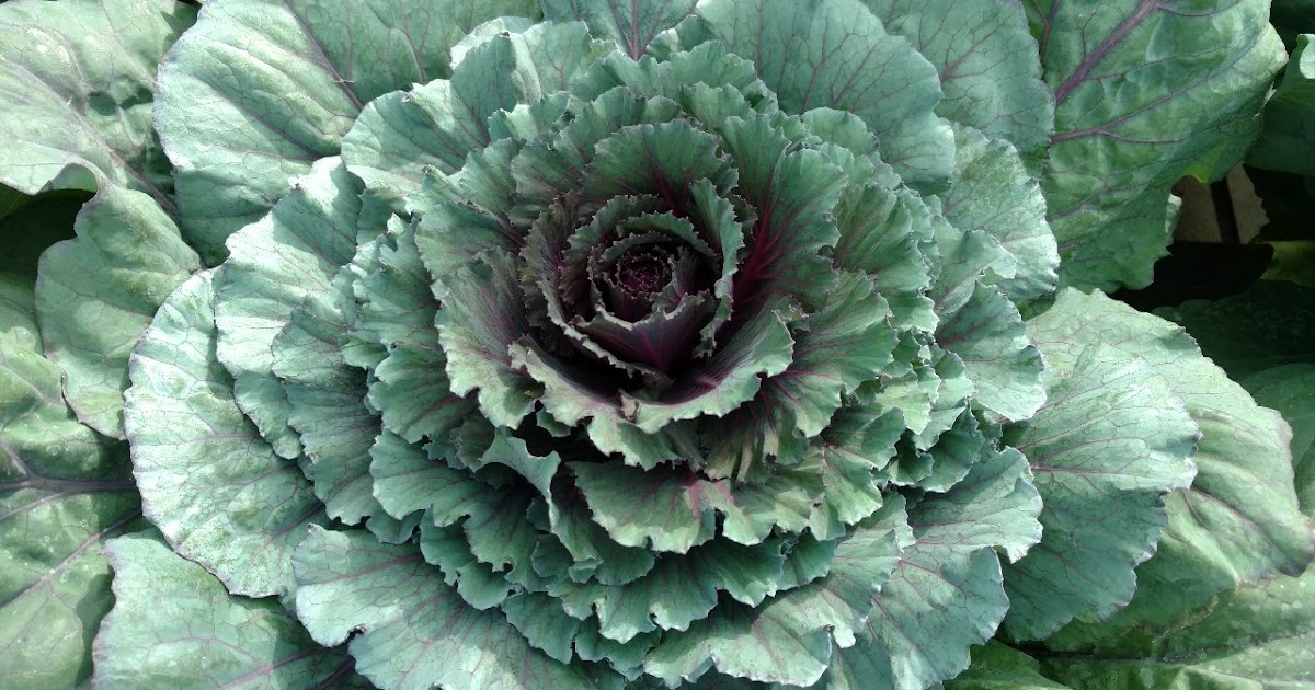 What can I plant in December?