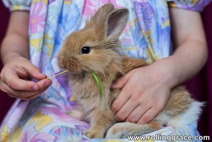 Pet Rabbit Care Guide