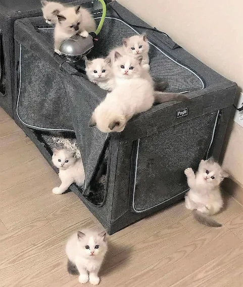 Cute clowder of Ragdoll kittens