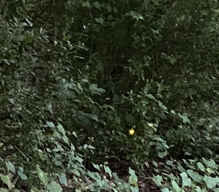 A Bob's Life Photographing a Firefly (Lightning Bug)