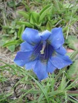 Solo Plantas Medicinales: Genciana tonificante para el cuerpo y laxante