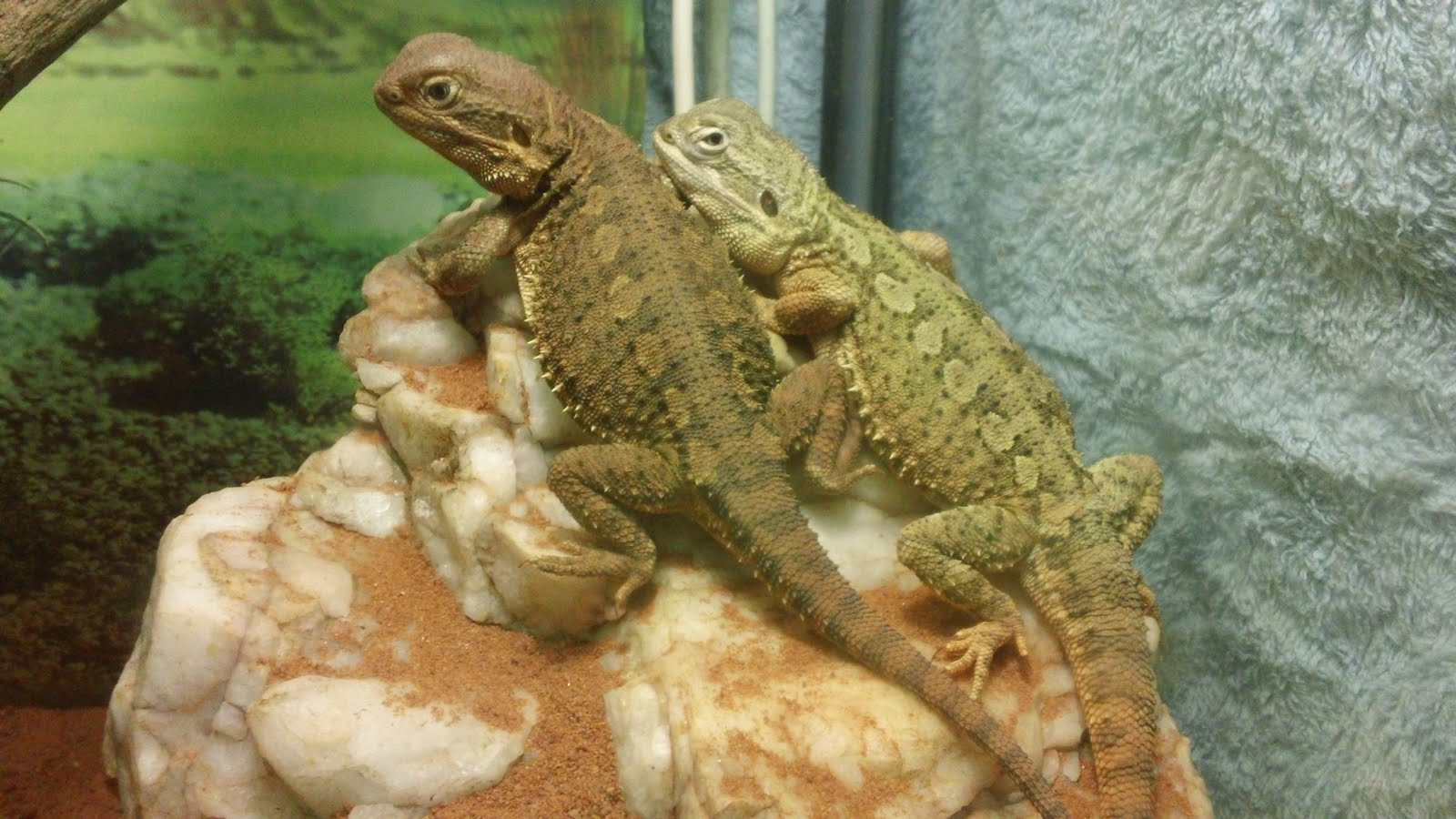 bearded-dragon-tank-cleaning-4.jpg