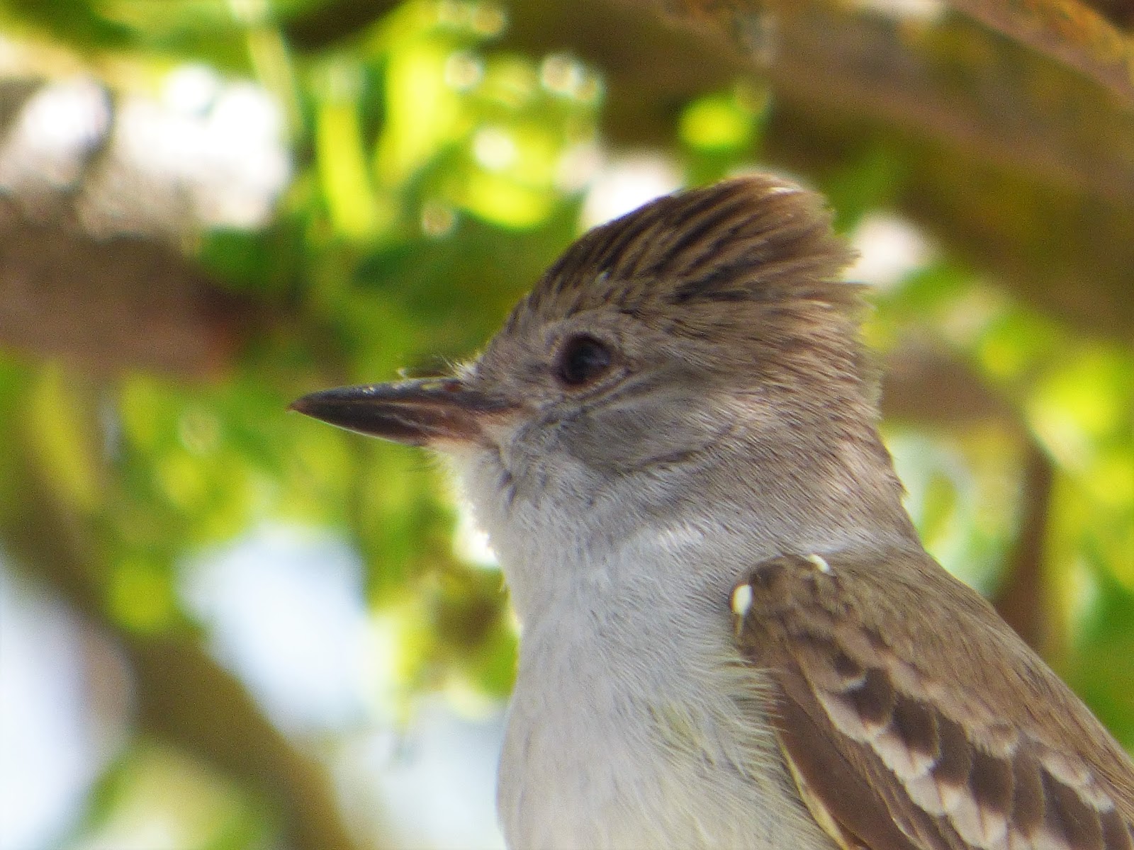 Geotripper's California Birds: Ash-throated Flycatchers at Turlock Lake ...