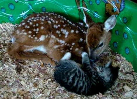 Video : 小鹿と小ネコ