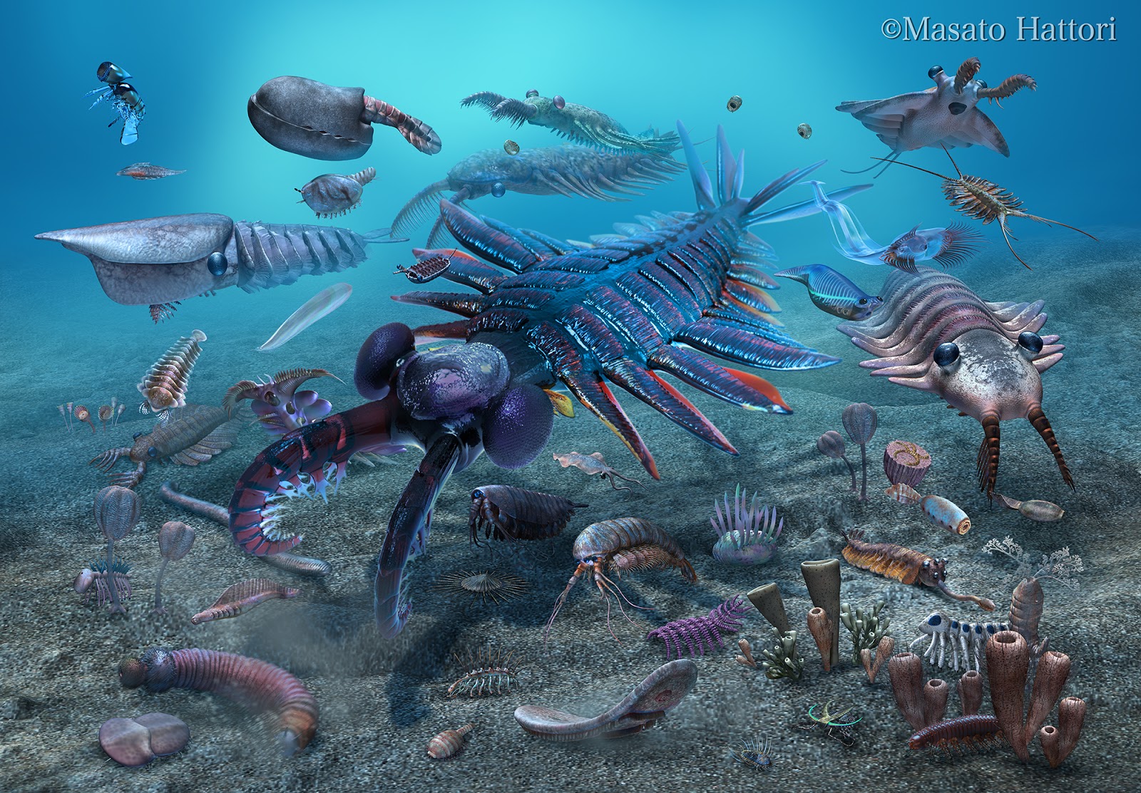 Marchan Blog カンブリア紀 Cambrian period Marchan Blog カンブリア紀 Cambrian period