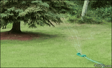 03-funny-gif-234-baby-moose-attacks-sprinkler-fail.gif