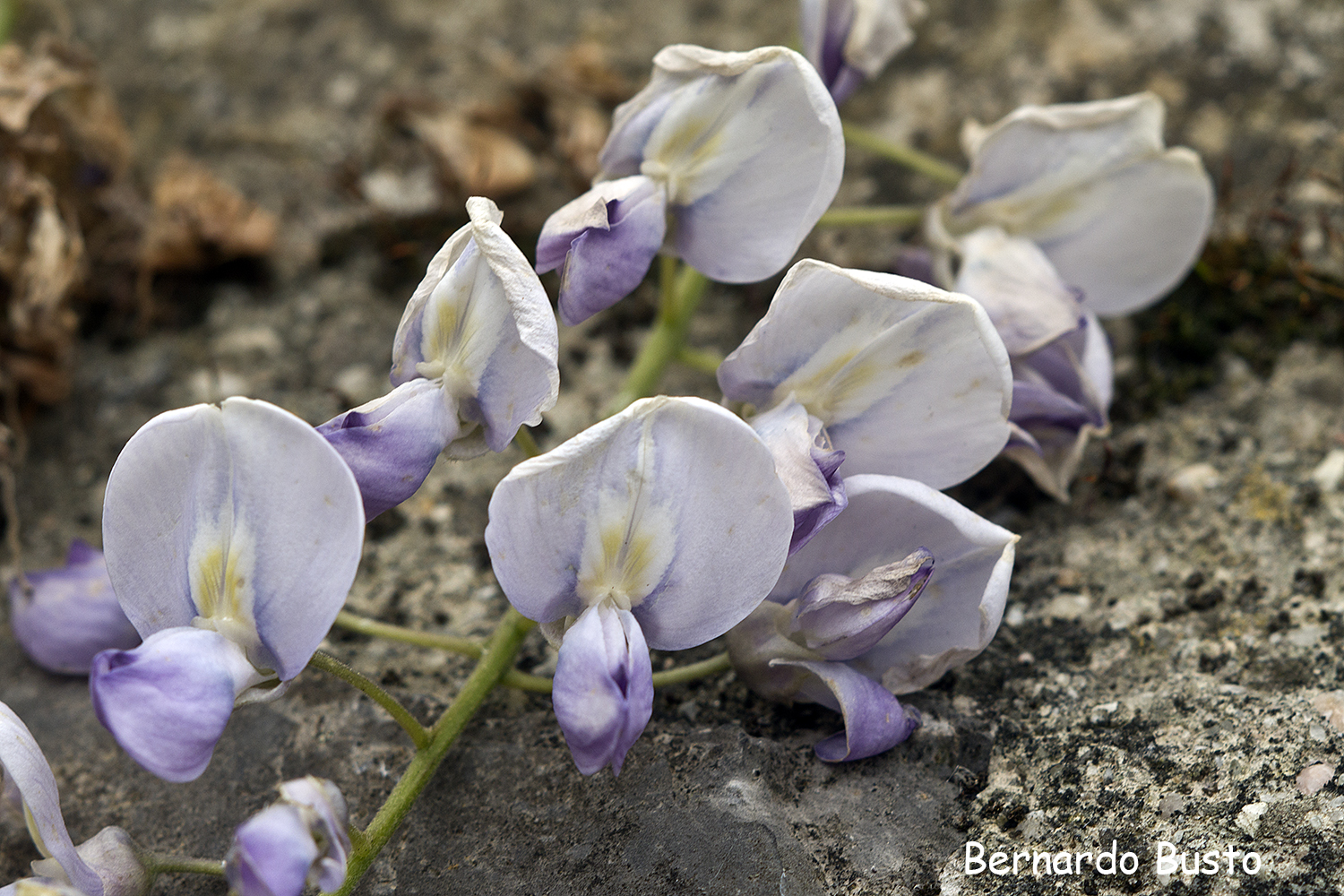 RÍA DE LA VILLA Glicina