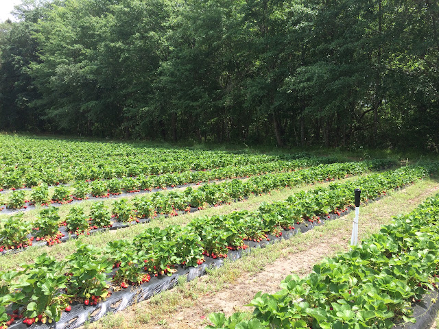 U-pick Strawberries at Wabi Sabi Farm outside of Charleston, SC | The Lowcountry Lady