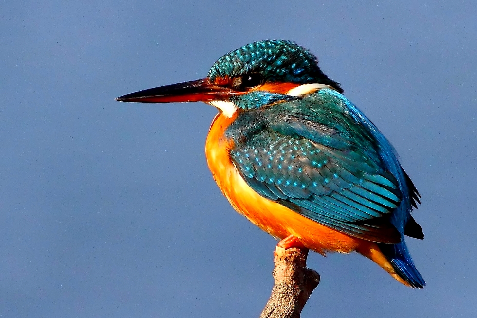 Кингфишер птица в индии Кингфишер птица в индии