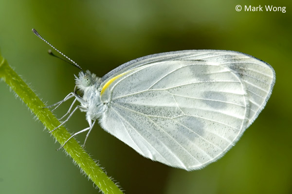Butterflies Of Singapore Life History Of The Cabbage White