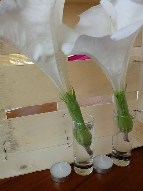 Flores blancas gigantes en forma de trompeta dentro de vasos de cristal