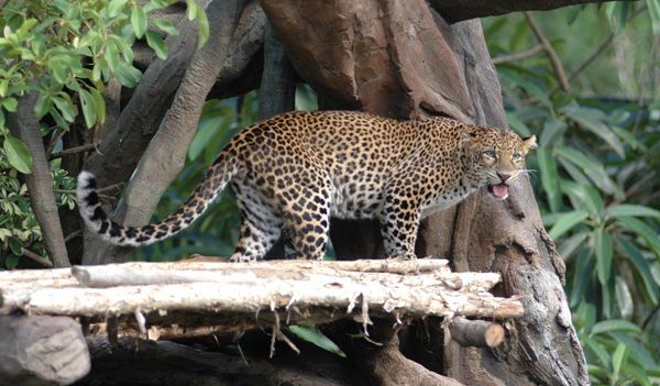 Leopard Package - Bali, Zoo, Leopard, Package, Sightseeing, Trip, Attraction, Safari and Marine Park
