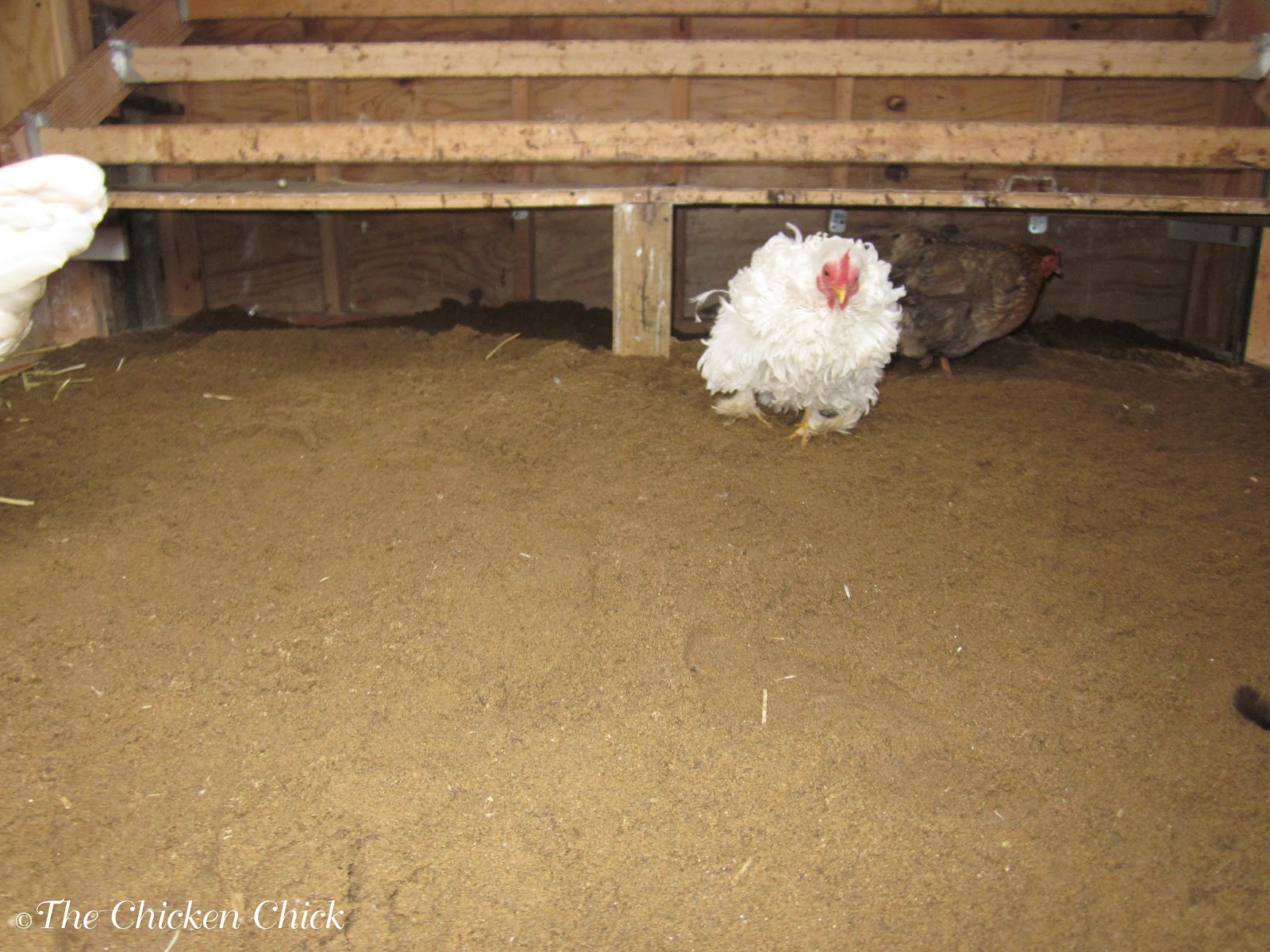The Chicken Chick®: Chicken Coop Bedding: Sand, the Litter Superstar