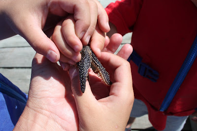 common starfish