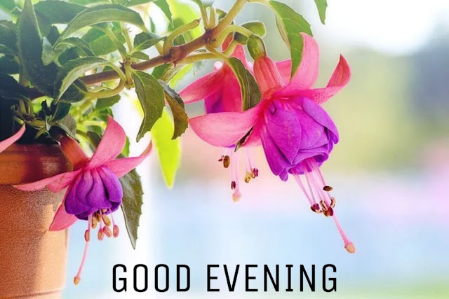 good evening flowers good evening flowers